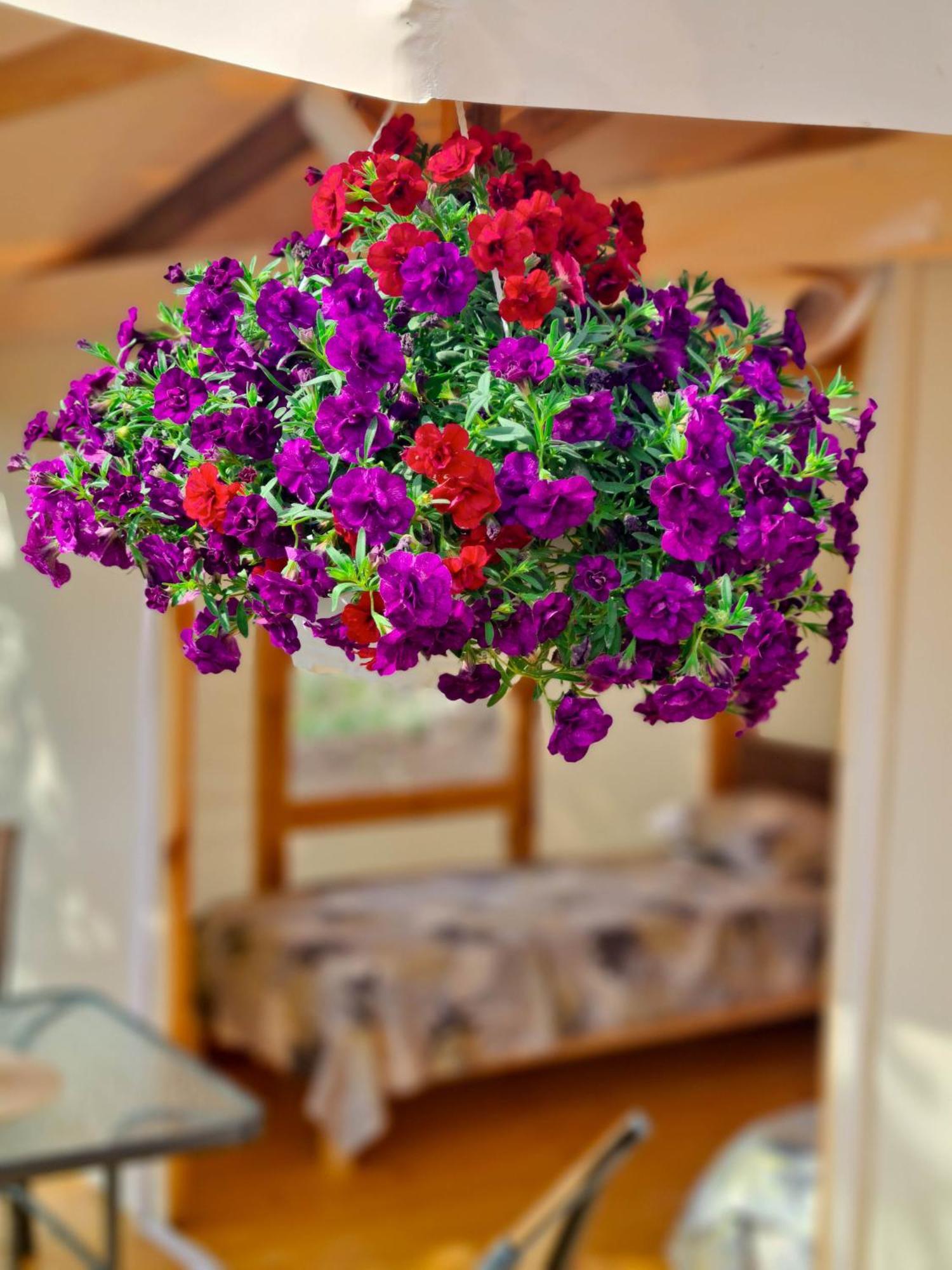 Hotel Divoto Glamping Balchik Exterior foto